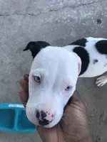 Dre, a male American Pit Bull Terrier and Cane Corso for sale in Mesquite, TX – 1 of 1
