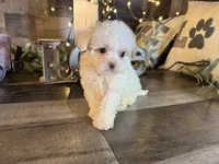 Woody, a female Maltipoo for sale in San Antonio, TX – 3 of 7