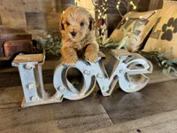 Clifford , a male Maltipoo for sale in San Antonio, TX – 5 of 7