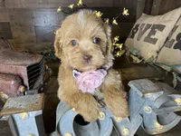 Mía , a female Maltipoo for sale in San Antonio, TX – 6 of 7
