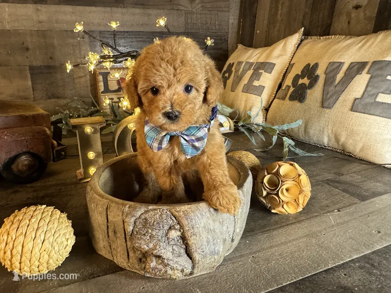 Simba – Maltipoo puppy for sale in San Antonio, TX