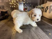 Bear, a male Maltipoo for sale in San Antonio, TX – 5 of 5