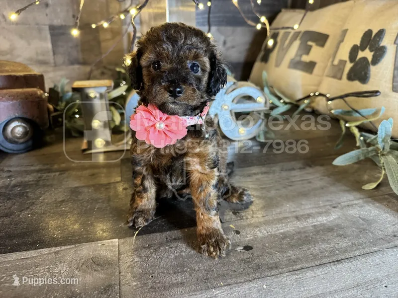 Tiffany  – Maltipoo puppy for sale in San Antonio, TX