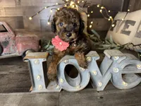 Tiffany , a female Maltipoo for sale in San Antonio, TX – 6 of 9