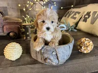 Elsa , a female Maltipoo for sale in San Antonio, TX – Photo 6 of 8