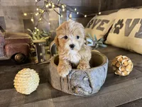 Elsa , a female Maltipoo for sale in San Antonio, TX – Photo 4 of 8