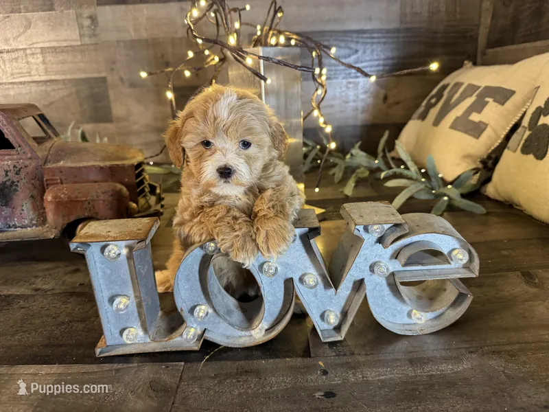 Elsa , a female Maltipoo for sale in San Antonio, TX – Photo 1 of 8