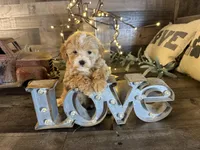 Elsa , a female Maltipoo for sale in San Antonio, TX – Photo 1 of 8