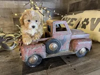 Elsa , a female Maltipoo for sale in San Antonio, TX – Photo 8 of 8