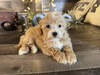 Elsa , a female Maltipoo for sale in San Antonio, TX – Photo 2 of 8