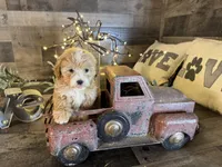 Elsa , a female Maltipoo for sale in San Antonio, TX – Photo 7 of 8