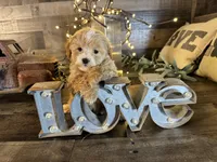 Elsa , a female Maltipoo for sale in San Antonio, TX – Photo 5 of 8