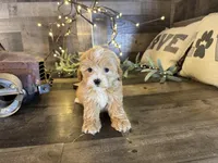 Elsa , a female Maltipoo for sale in San Antonio, TX – Photo 3 of 8