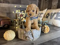 Simba, a male Maltipoo for sale in San Antonio, TX – 5 of 6