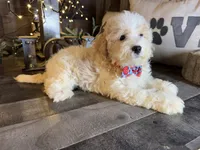 Toby, a male Maltipoo for sale in San Antonio, TX – 2 of 6