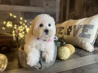 Bella, a female Maltipoo for sale in San Antonio, TX – 2 of 6