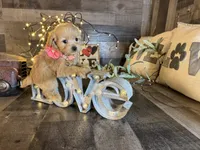 Molly , a female Maltipoo for sale in San Antonio, TX – 4 of 5