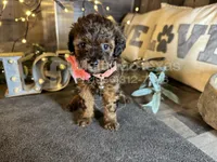 Tiffany , a female Maltipoo for sale in San Antonio, TX – 4 of 5