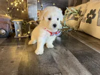 Princess , a female Maltipoo for sale in San Antonio, TX – 5 of 5