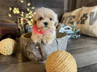 Shine, a female Maltipoo for sale in San Antonio, TX – 2 of 7