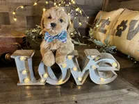 Carter , a male Maltipoo for sale in San Antonio, TX – 3 of 5