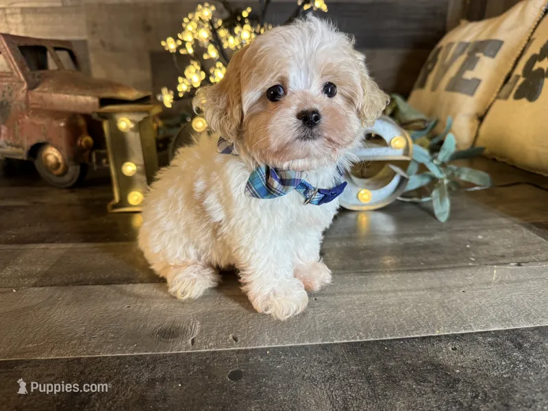 Olaf – Maltipoo puppy for sale in San Antonio, TX