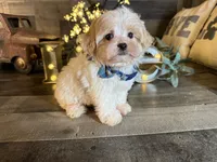 Olaf, a male Maltipoo for sale in San Antonio, TX – 1 of 6