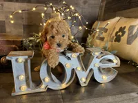 Tiny, a female Maltipoo for sale in San Antonio, TX – 2 of 7