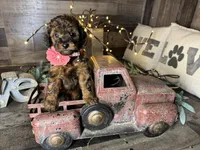 Tiffany , a female Maltipoo for sale in San Antonio, TX – 7 of 9