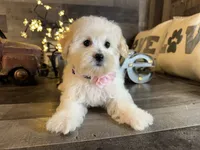 Bella, a female Maltipoo for sale in San Antonio, TX – 4 of 6