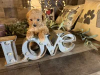 Nala , a female Maltipoo for sale in San Antonio, TX – 4 of 8