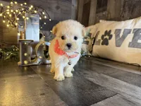Luna, a female Maltipoo for sale in San Antonio, TX – 5 of 6