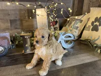 Nala , a female Maltipoo for sale in San Antonio, TX – 1 of 8