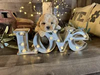 Nala, a female Maltipoo for sale in San Antonio, TX – Photo 4 of 6