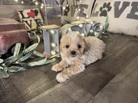 Nala, a female Maltipoo for sale in San Antonio, TX – Photo 2 of 6