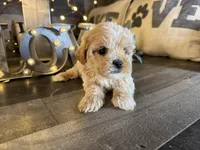 Nala, a female Maltipoo for sale in San Antonio, TX – Photo 1 of 6