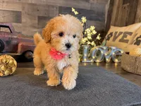 Tiffany , a female Maltipoo for sale in San Antonio, TX – 2 of 5