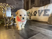 Luna, a female Maltipoo for sale in San Antonio, TX – 1 of 6