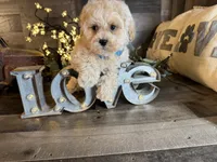 Bear, a male Maltipoo for sale in San Antonio, TX – 4 of 6