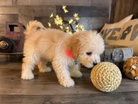 Mia, a female Maltipoo for sale in San Antonio, TX – 4 of 6