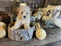 Moana, a female Maltipoo for sale in San Antonio, TX – 8 of 8