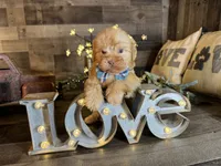 Teddy, a male Maltipoo for sale in San Antonio, TX – 3 of 8