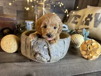 Daisy , a female Maltipoo for sale in San Antonio, TX – 5 of 7