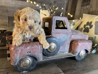Ariel , a female Maltipoo for sale in San Antonio, TX – 6 of 6