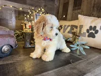Toby, a male Maltipoo for sale in San Antonio, TX – 6 of 6