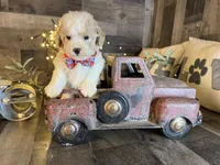 Bear, a male Maltipoo for sale in San Antonio, TX – 4 of 5