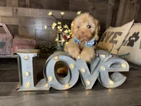 Teddy, a male Maltipoo for sale in San Antonio, TX – 1 of 8