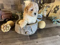Teddy, a male Maltipoo for sale in San Antonio, TX – 6 of 8