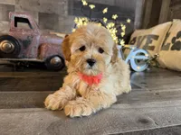 Mini , a female Maltipoo for sale in San Antonio, TX – 1 of 8