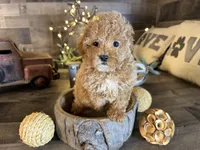 Vale , a female Maltipoo for sale in San Antonio, TX – Photo 2 of 7